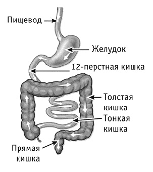 Фрукторианство. Новый взгляд на эволюцию питания человека Фрукторианство. Новый взгляд на эволюцию питания человека