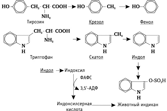 Фрукторианство. Новый взгляд на эволюцию питания человека Фрукторианство. Новый взгляд на эволюцию питания человека