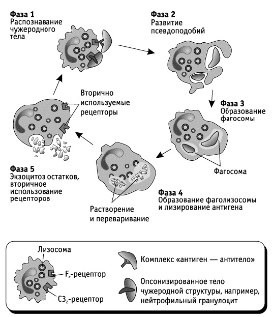Фрукторианство. Новый взгляд на эволюцию питания человека Фрукторианство. Новый взгляд на эволюцию питания человека
