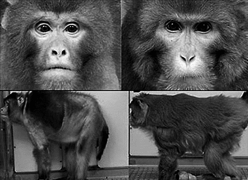 Фрукторианство. Новый взгляд на эволюцию питания человека Фрукторианство. Новый взгляд на эволюцию питания человека