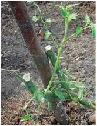 Рабочий календарь дачника, или Рабочие будни на даче Рабочий календарь дачника, или Рабочие будни на даче