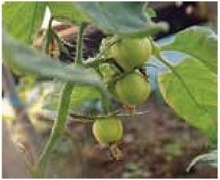 Рабочий календарь дачника, или Рабочие будни на даче Рабочий календарь дачника, или Рабочие будни на даче