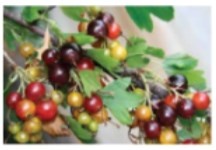 Рабочий календарь дачника, или Рабочие будни на даче Рабочий календарь дачника, или Рабочие будни на даче