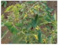 Рабочий календарь дачника, или Рабочие будни на даче Рабочий календарь дачника, или Рабочие будни на даче