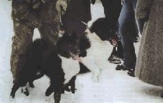 Ох, охота! Ох, охота!