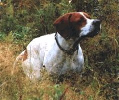 Ох, охота! Ох, охота!