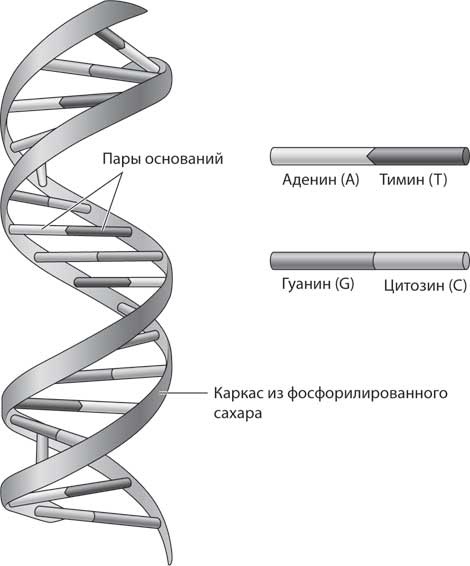 Наука воскрешения видов. Как клонировать мамонта Наука воскрешения видов. Как клонировать мамонта