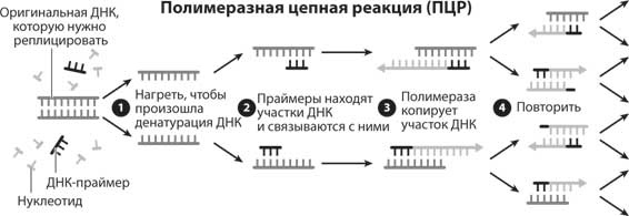 Наука воскрешения видов. Как клонировать мамонта Наука воскрешения видов. Как клонировать мамонта