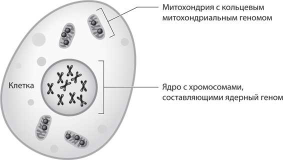 Наука воскрешения видов. Как клонировать мамонта Наука воскрешения видов. Как клонировать мамонта