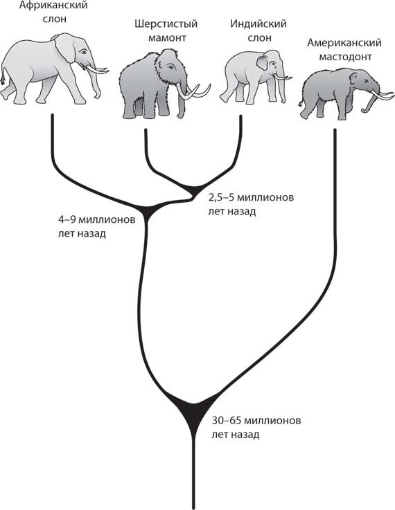 Наука воскрешения видов. Как клонировать мамонта Наука воскрешения видов. Как клонировать мамонта