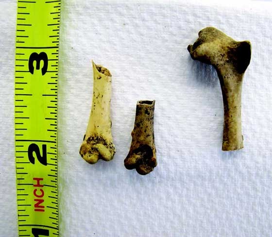 Наука воскрешения видов. Как клонировать мамонта Наука воскрешения видов. Как клонировать мамонта