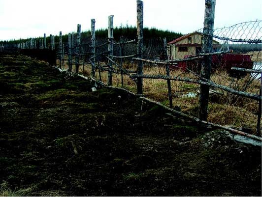 Наука воскрешения видов. Как клонировать мамонта Наука воскрешения видов. Как клонировать мамонта