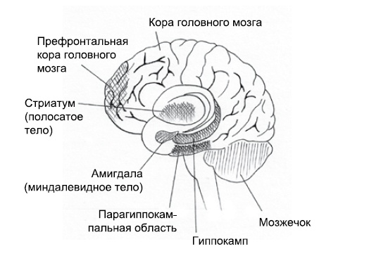 Эмоциональная жизнь мозга Эмоциональная жизнь мозга