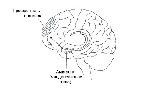 Эмоциональная жизнь мозга Эмоциональная жизнь мозга