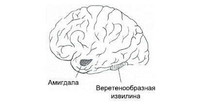 Эмоциональная жизнь мозга Эмоциональная жизнь мозга