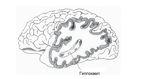 Эмоциональная жизнь мозга Эмоциональная жизнь мозга