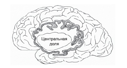 Эмоциональная жизнь мозга Эмоциональная жизнь мозга