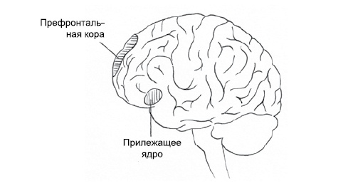 Эмоциональная жизнь мозга Эмоциональная жизнь мозга