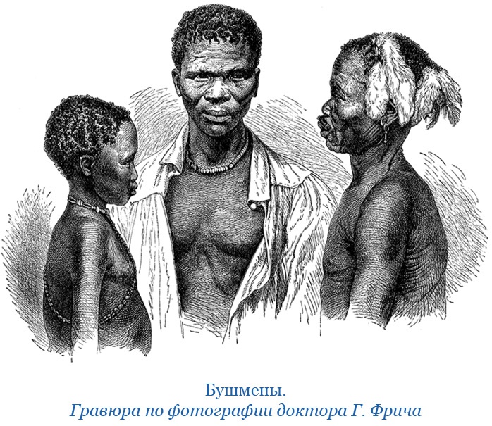 Фрегат «Паллада» Фрегат «Паллада»