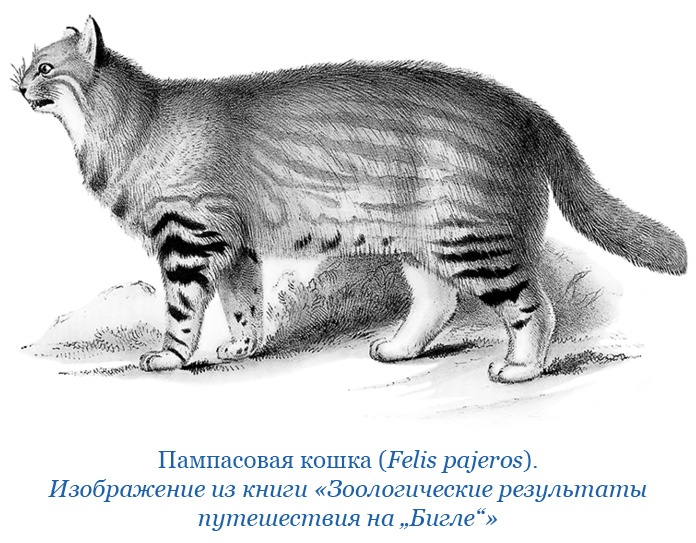 Путешествие вокруг света на корабле «Бигль» Путешествие вокруг света на корабле «Бигль»