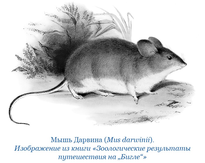 Путешествие вокруг света на корабле «Бигль» Путешествие вокруг света на корабле «Бигль»