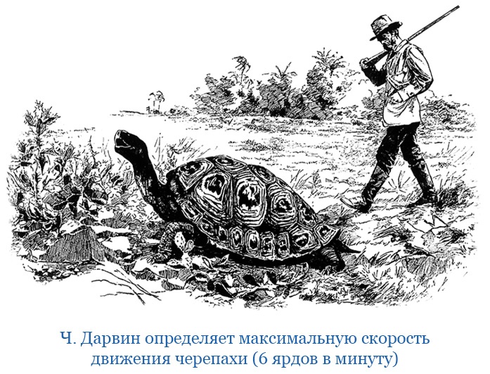 Путешествие вокруг света на корабле «Бигль» Путешествие вокруг света на корабле «Бигль»