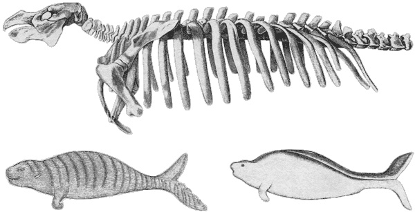 Путешествие по всему миру на "Буссоли" и "Астролябии" Путешествие по всему миру на "Буссоли" и "Астролябии"