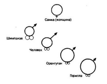 7 минут до оргазма. Книга-тренинг 7 минут до оргазма. Книга-тренинг