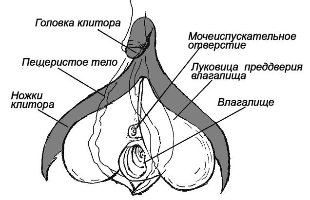 7 минут до оргазма. Книга-тренинг 7 минут до оргазма. Книга-тренинг