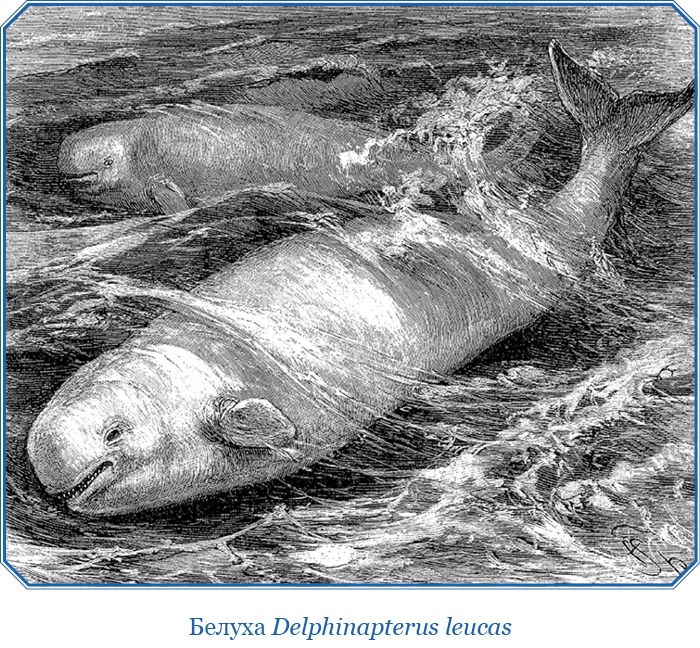 «Фрам» в Полярном море «Фрам» в Полярном море