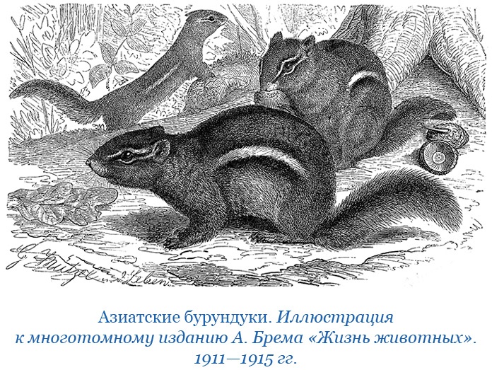 Сибирь. Монголия. Китай. Тибет. Путешествия длиною в жизнь Сибирь. Монголия. Китай. Тибет. Путешествия длиною в жизнь