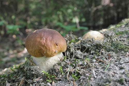 Фотография как бизнес: с чего начать, как преуспеть Фотография как бизнес: с чего начать, как преуспеть