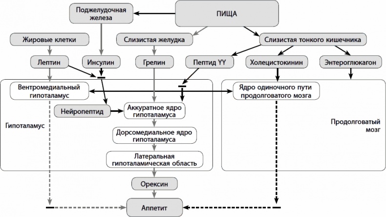 Кишечник долгожителя. 7 принципов диеты, замедляющей старение Кишечник долгожителя. 7 принципов диеты, замедляющей старение