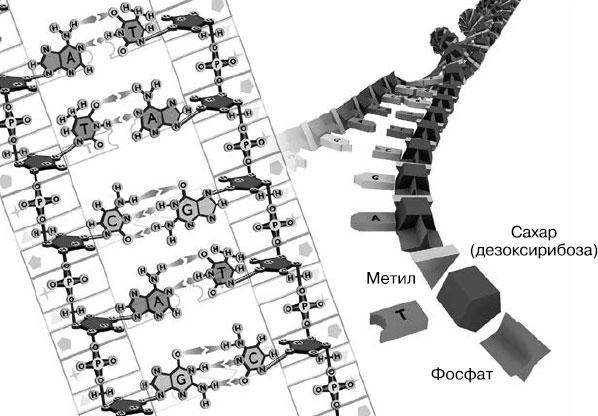 Таинственный геном человека Таинственный геном человека