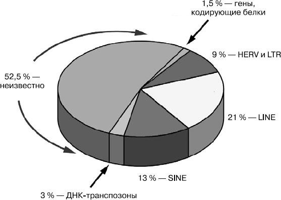 Таинственный геном человека Таинственный геном человека