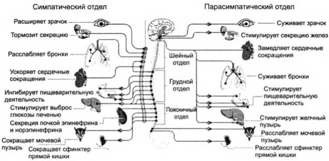 Фобии, утраты, разочарования. Как исцелиться от психологических травм Фобии, утраты, разочарования. Как исцелиться от психологических травм