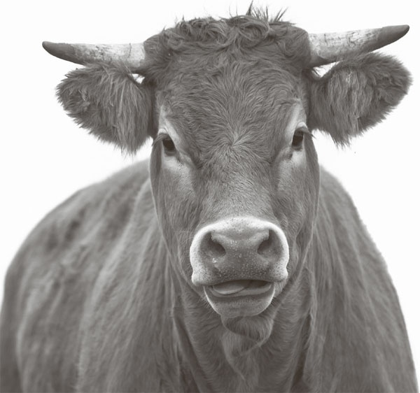 Кухонные шпаргалки Кухонные шпаргалки