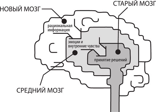 Тренинг по нейромаркетингу. Где находится кнопка «Купить» в сознании покупателя? Тренинг по нейромаркетингу. Где находится кнопка «Купить» в сознании покупателя?