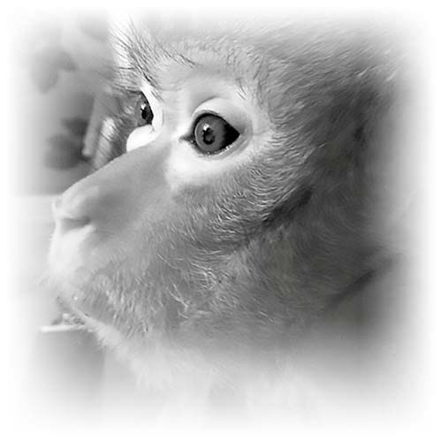 Нецензурные заметки Евгения Сивкова о российском консалтинге Нецензурные заметки Евгения Сивкова о российском консалтинге