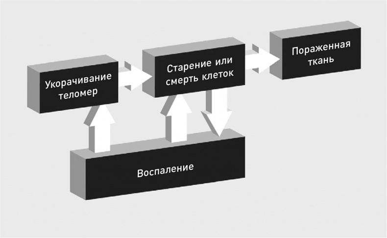 Эффект теломер. Революционный подход к более молодой, здоровой и долгой жизни Эффект теломер. Революционный подход к более молодой, здоровой и долгой жизни