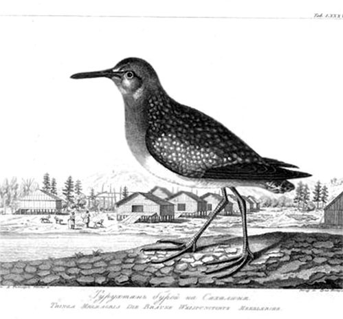 На парусниках «Надежда» и «Нева» в Японию. Первое кругосветное плаванье российского флота На парусниках «Надежда» и «Нева» в Японию. Первое кругосветное плаванье российского флота