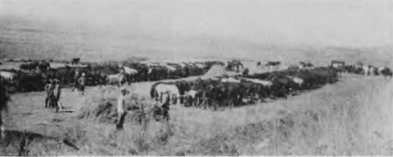 Казаки на Кавказском фронте. 1914-1917 Казаки на Кавказском фронте. 1914-1917