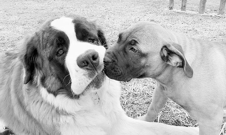 Диалог с собакой. Выбираем, воспитываем, дрессируем Диалог с собакой. Выбираем, воспитываем, дрессируем