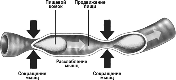 Мифы о нашем теле. Научный подход к примитивным вопросам Мифы о нашем теле. Научный подход к примитивным вопросам