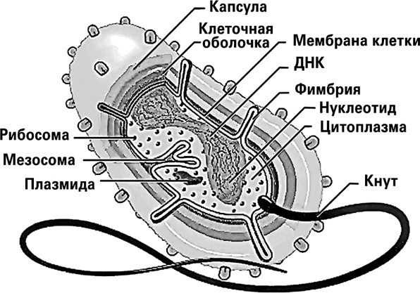 Мифы о нашем теле. Научный подход к примитивным вопросам Мифы о нашем теле. Научный подход к примитивным вопросам