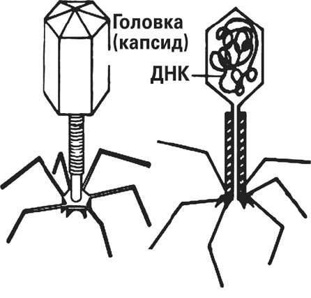 Мифы о нашем теле. Научный подход к примитивным вопросам Мифы о нашем теле. Научный подход к примитивным вопросам