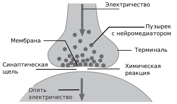 Вся фигня - от мозга?! Простая психосоматика для сложных граждан Вся фигня - от мозга?! Простая психосоматика для сложных граждан