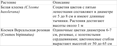 Однолетние цветы рукотворной красоты Однолетние цветы рукотворной красоты