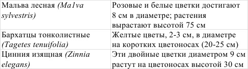 Однолетние цветы рукотворной красоты Однолетние цветы рукотворной красоты