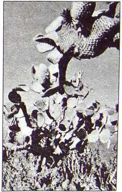 Карлос Кастанеда. Путь мага и воина духа Карлос Кастанеда. Путь мага и воина духа